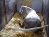 Horseback Riding