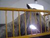 Horseback Riding