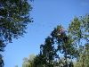 High Ropes - Jungle Creek