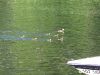 Water ski